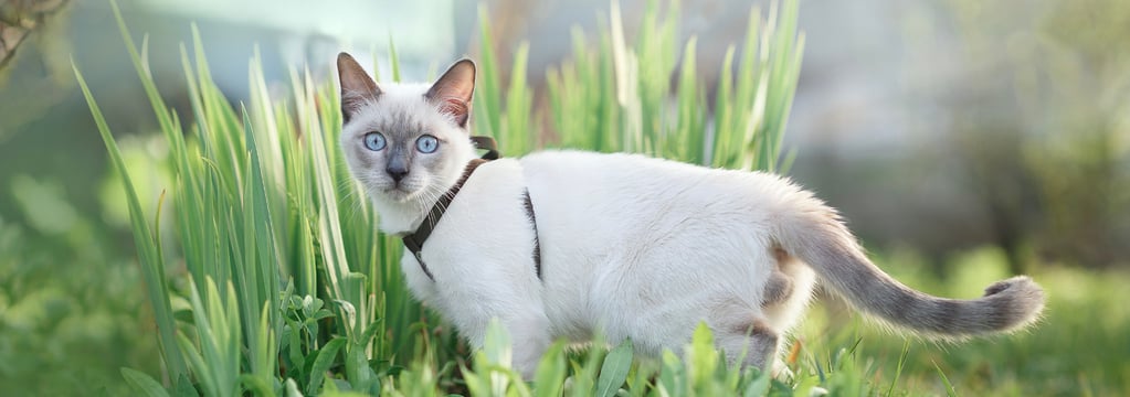 A white Siamese cat stood in grass and wearing a harness.