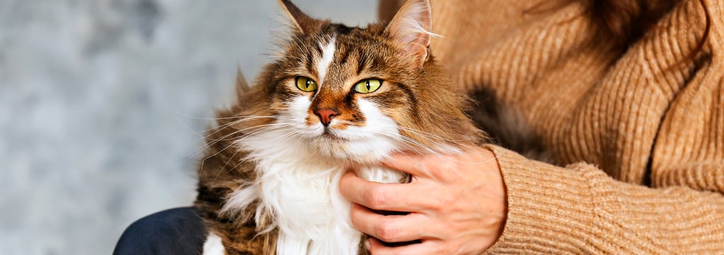A siberian cat laying on its owners lap.