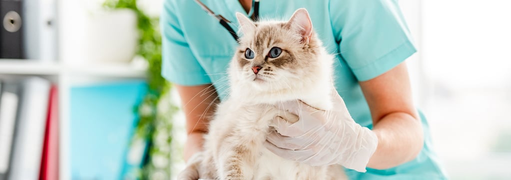 A cat being gently held by a vet having its chest checked.
