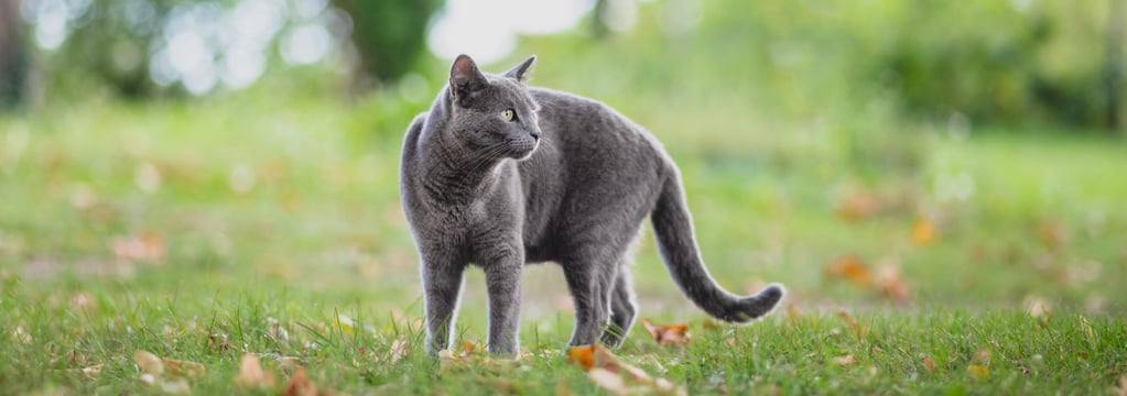 A russian blue outside on the grass.