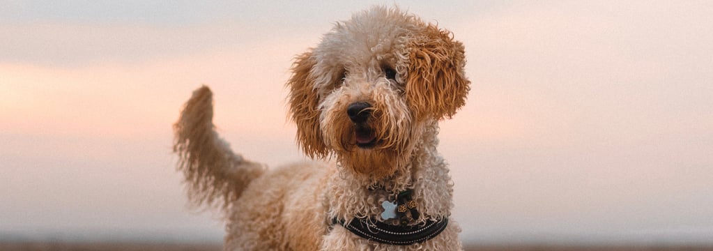 A goldendoodle on a beach at sunset.