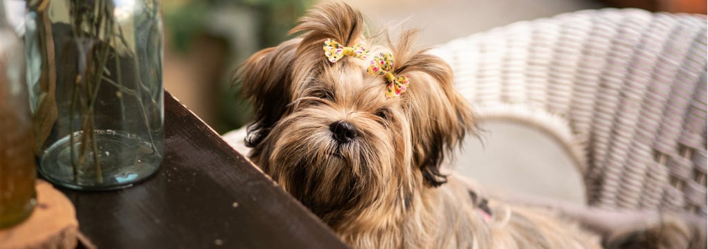 A lhasa apso with a bow in its hair looking over a counter top.