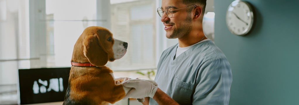 Beagle being checked by vet