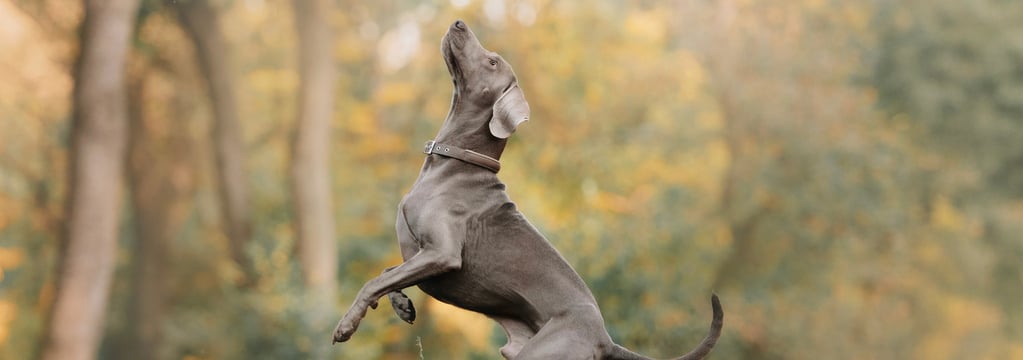 A weimaraner standing on its two back legs.