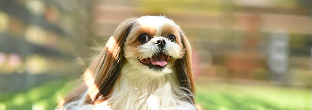 A Shih Tzu laying on the grass in the sunlight