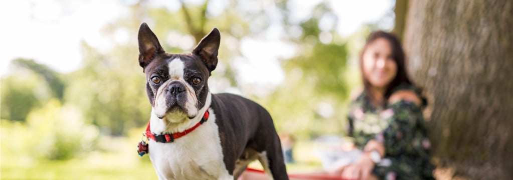 A boston terrier under a tree in a park with its owner.