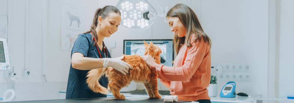 Ginger cat standing on vet table with vet and owner next to them