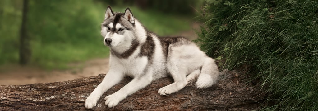 A siberian husky laying on a tree that has fallen over.