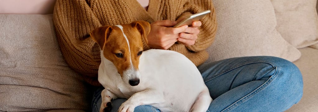 A Jack Russel Terrier sat on its owners lap, the owner is using their phone