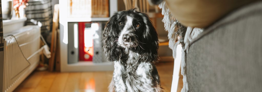 A black and white Cocker Spaniel at home looking at the camera.