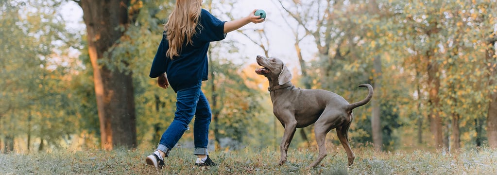A woman and her weimaraner playing with a ball in a forest.