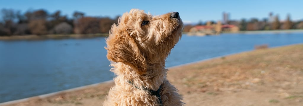 A woman holding her goldendoodle and smiling at the camera.