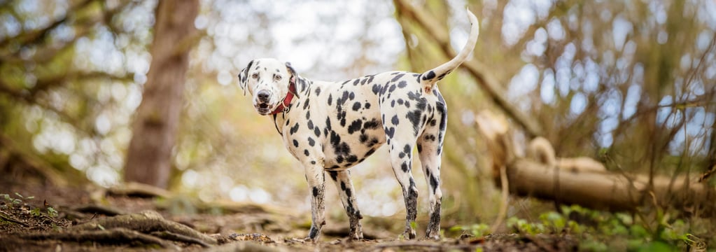 Dalmatian standing in a forest with red collar