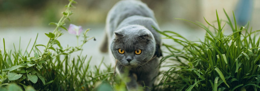 A Scottish Fold about to pounce.