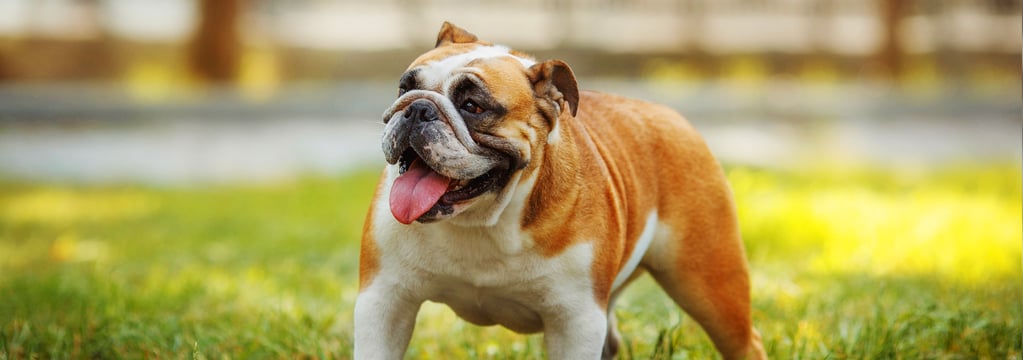 A tan and white english bulldog.