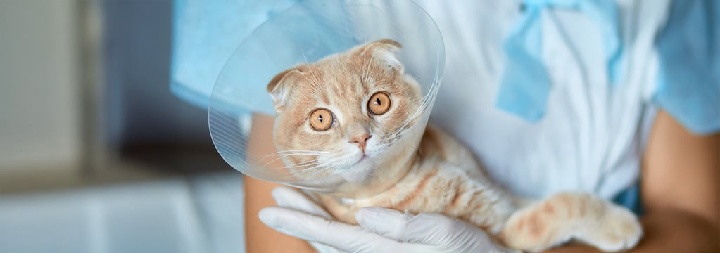A ginger scottish fold in a cone held by a vet.