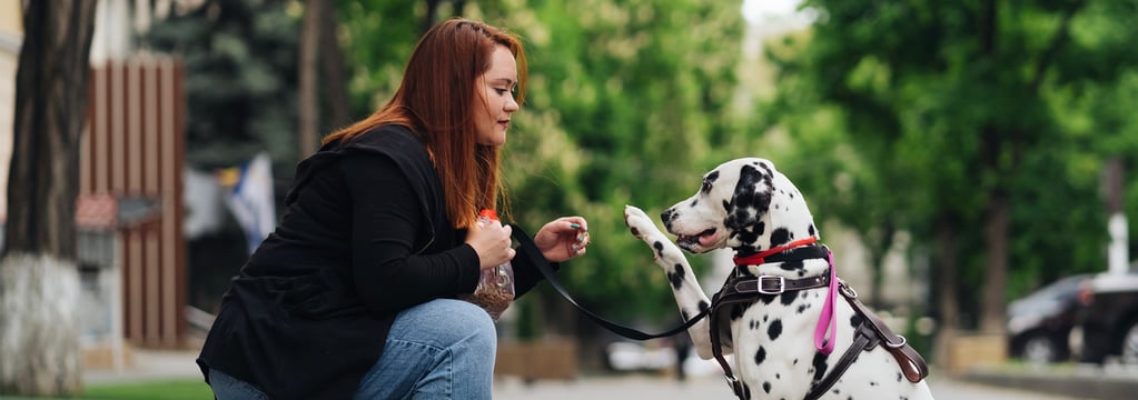 Dalmatian f=giving paw to owner on the street