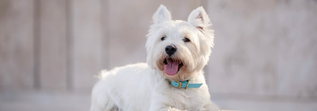 West Highland White Terrier lying on ground with tongue out