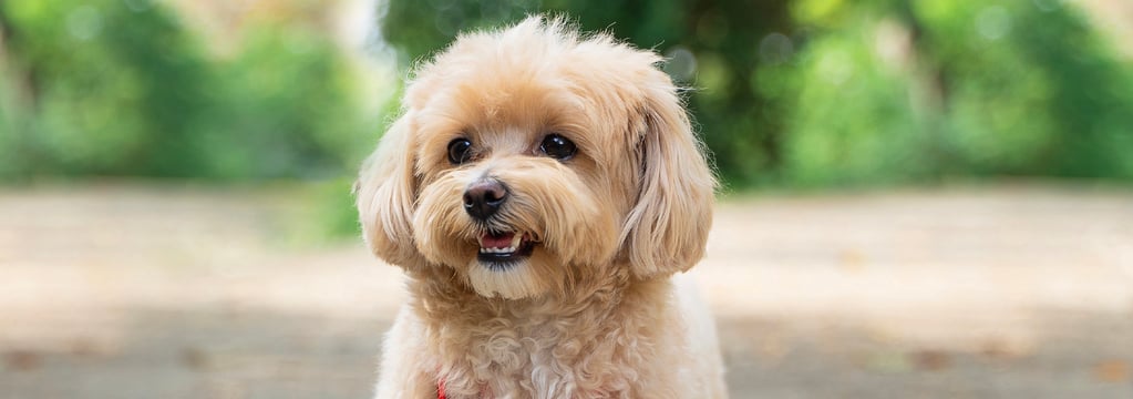 A cream coloured Maltipoo standing outside.