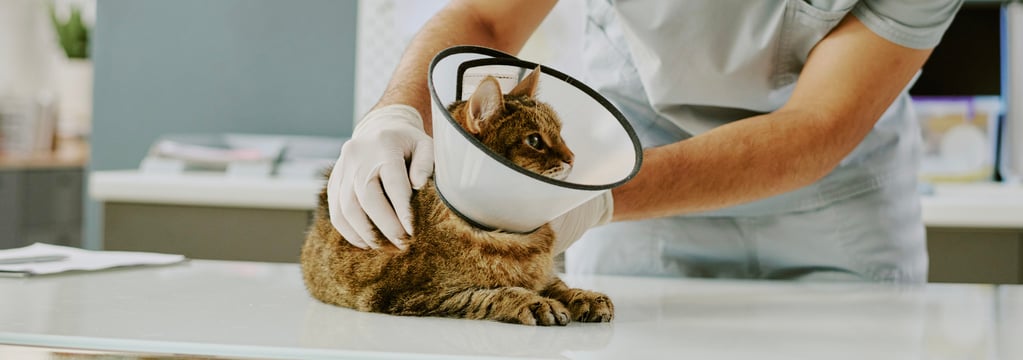 cat with cone around head being checked by a vet 