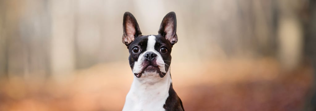 A boston terrier sitting amongst autumn leaves in a forest.