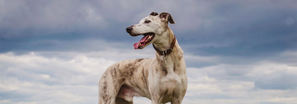 A lurcher standing in a field of flowers.