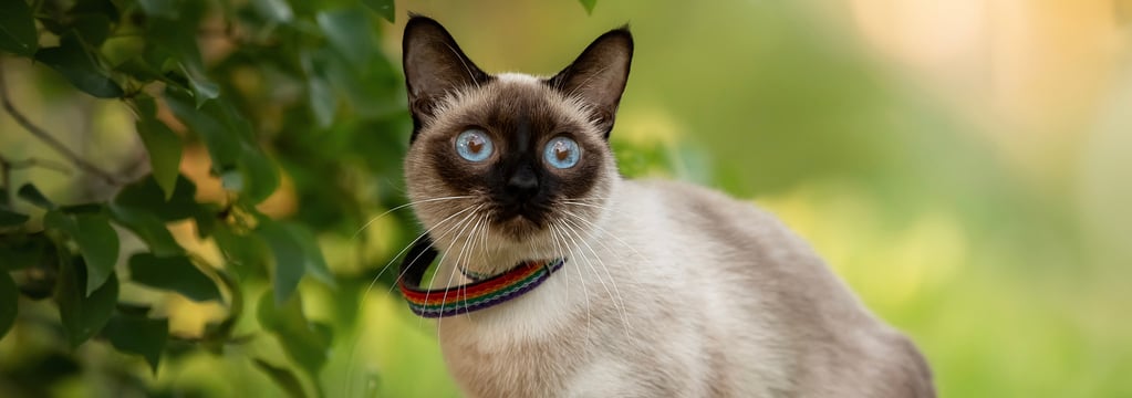 A Siamese cat sitting on grass.