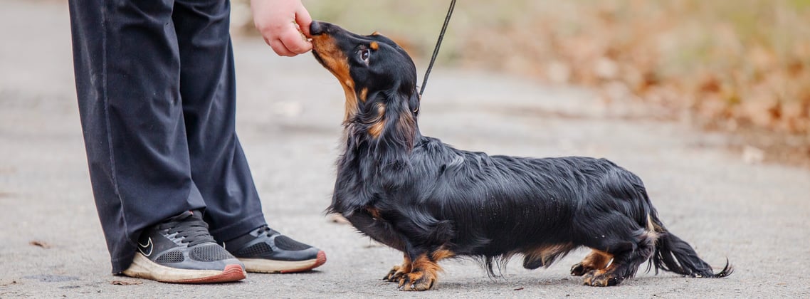 A dachshund being fed a treat on a walk.