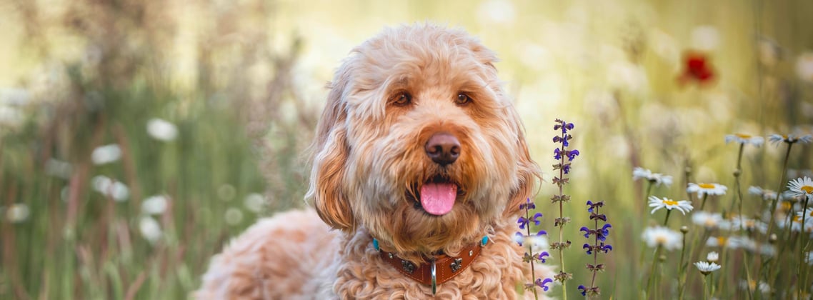 A goldendoodle surrounded by flowers in a field.
