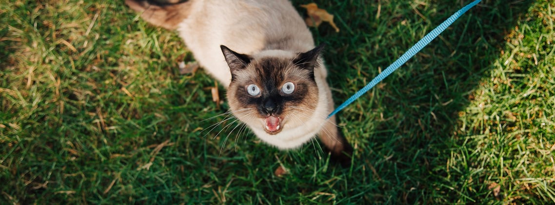A Siamese cat on a blue lead standing on grass and looking upwards.