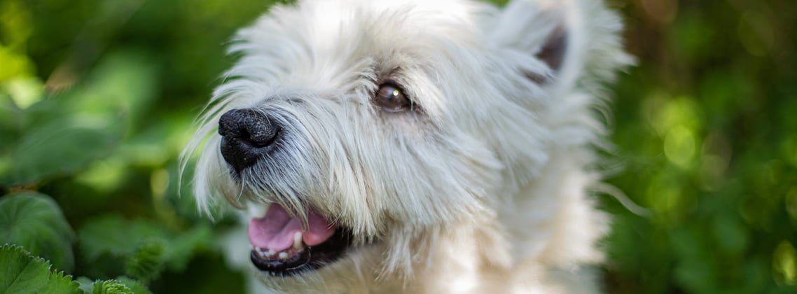 Westie smiling in a forest