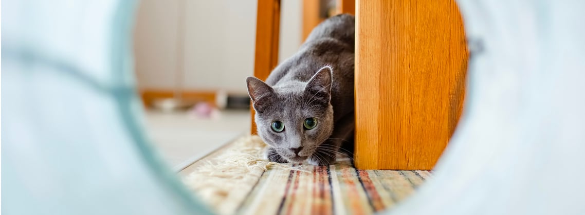 A russian blue looking through a play tunnel.