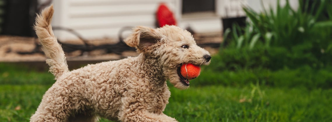 A goldendoodle running across the grass with a red ball in its mouth.