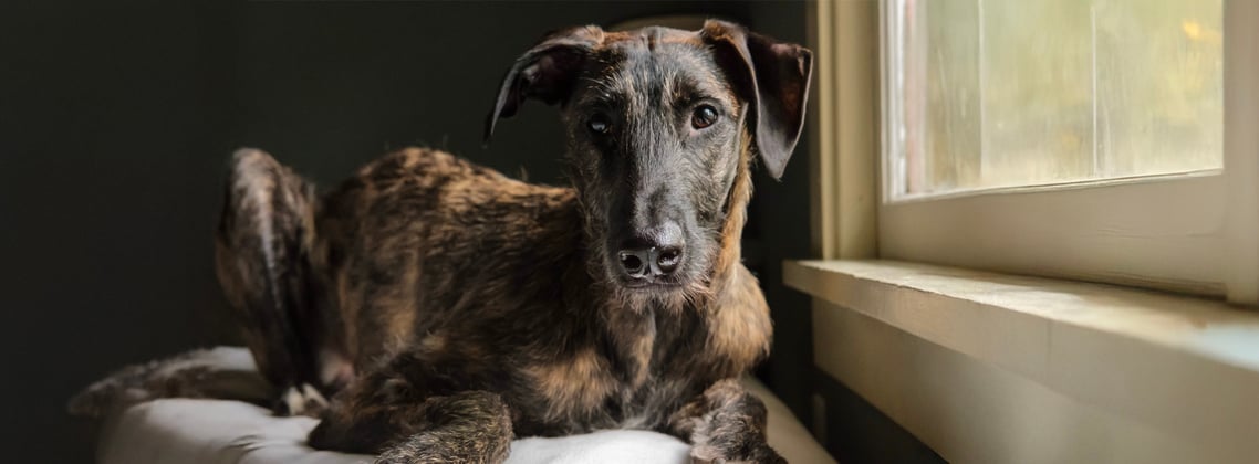 A brown Lurcher laying down.