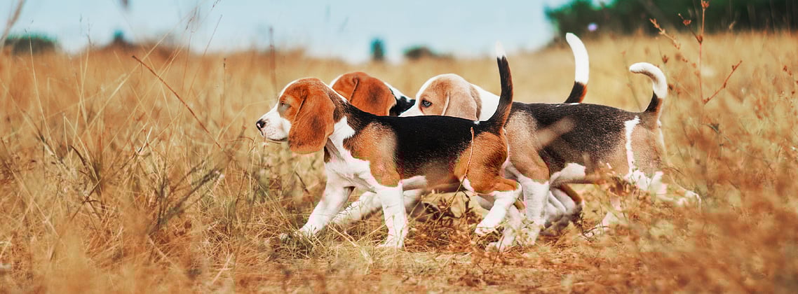 Three beagle puppies walking together through a dry grass field