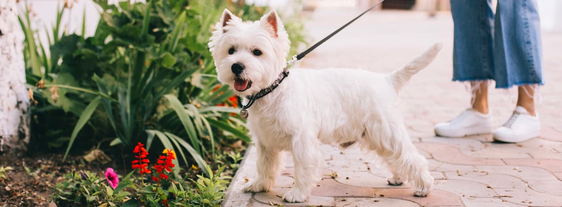 West Highland Terrier on a lead next to some flowers