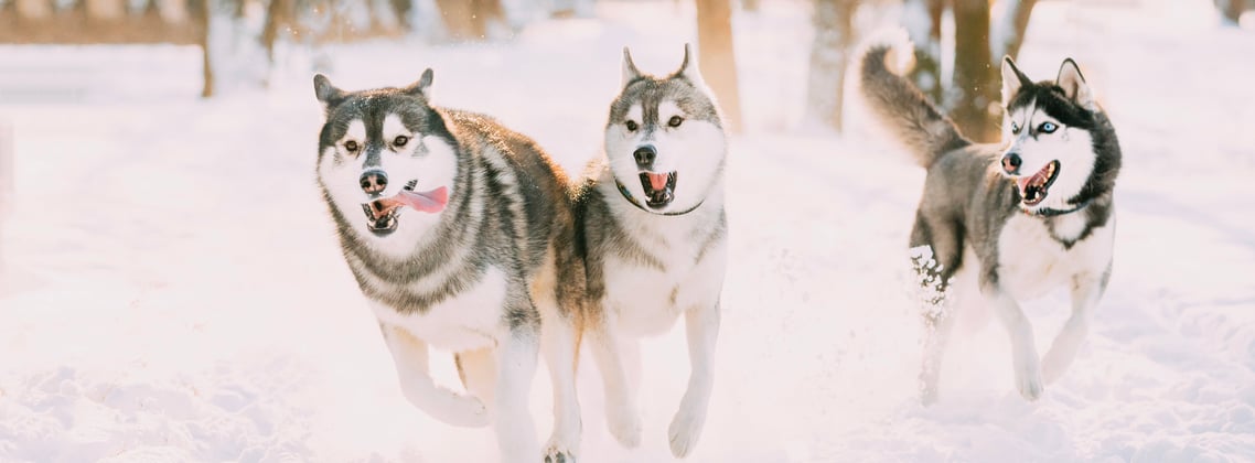A group of siberian huskies running through snow.
