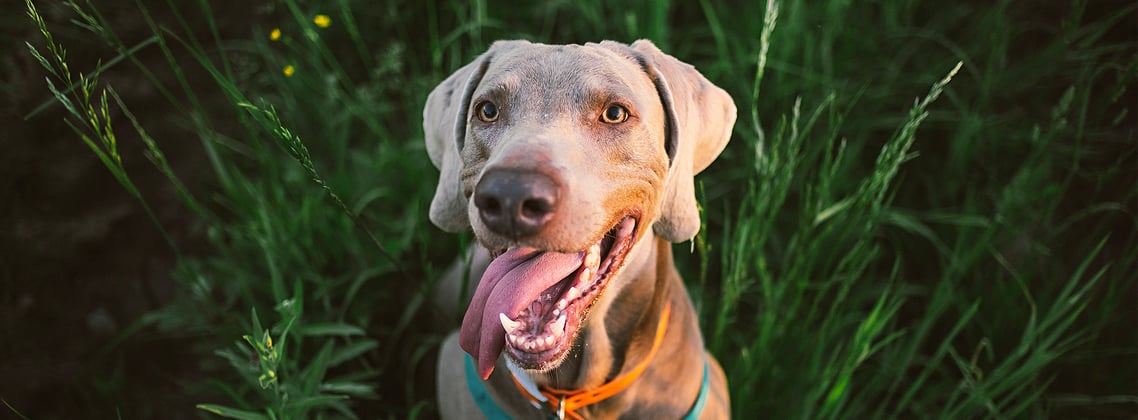 A weimaraner with its tongue out sitting between tall grass.