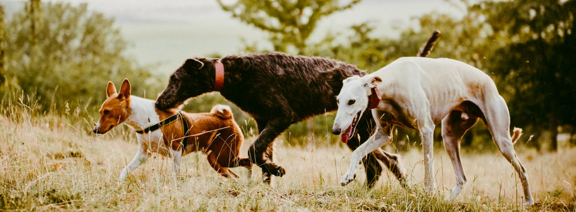 A pack of dogs running through grass.