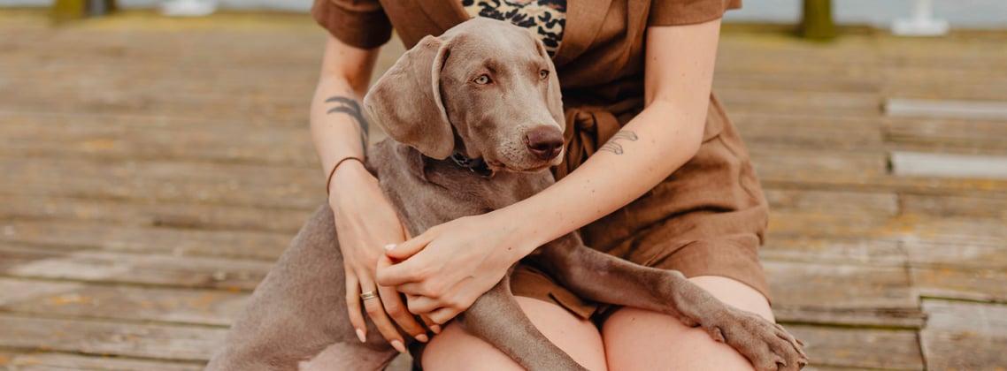 A woman holding her weimaraner on her lap.