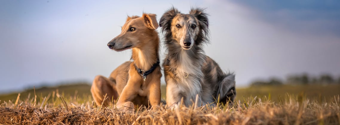 Two Lurcher's sitting in a field.