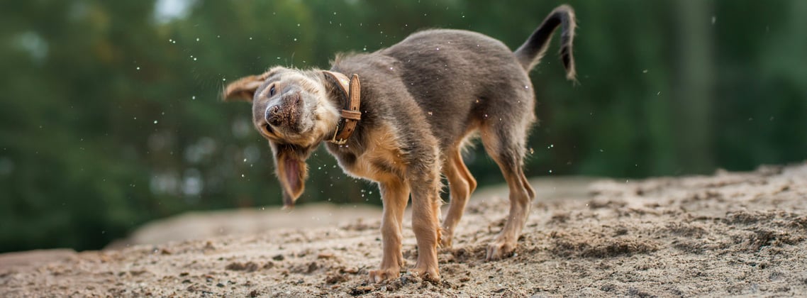 A lurcher puppy shaking off water.