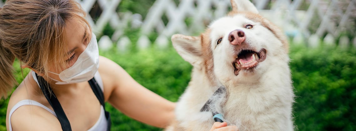 A siberian husky being brushed.