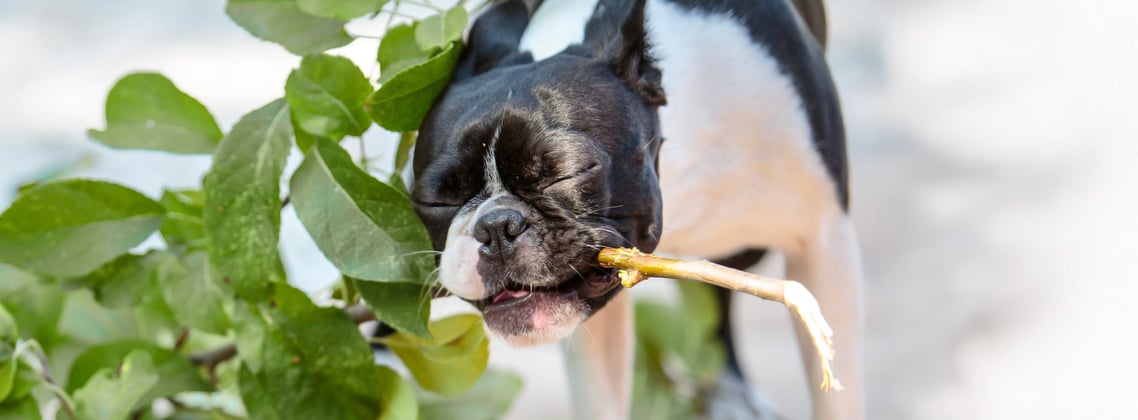 A boston terrier carrying a big stick with leaves on it.