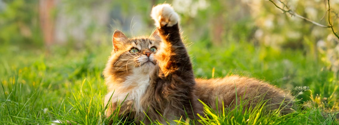 A siberian cat pawing the air.
