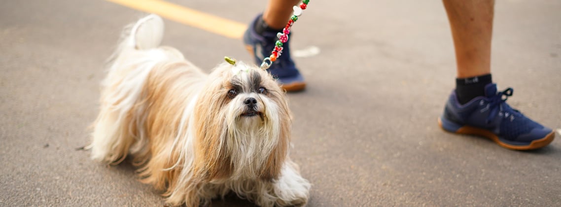 A lhasa apsos walking on its lead alongside its owner.