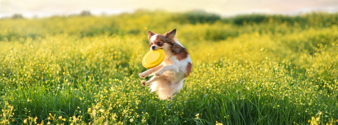 A Chihuahua leaping through a field.