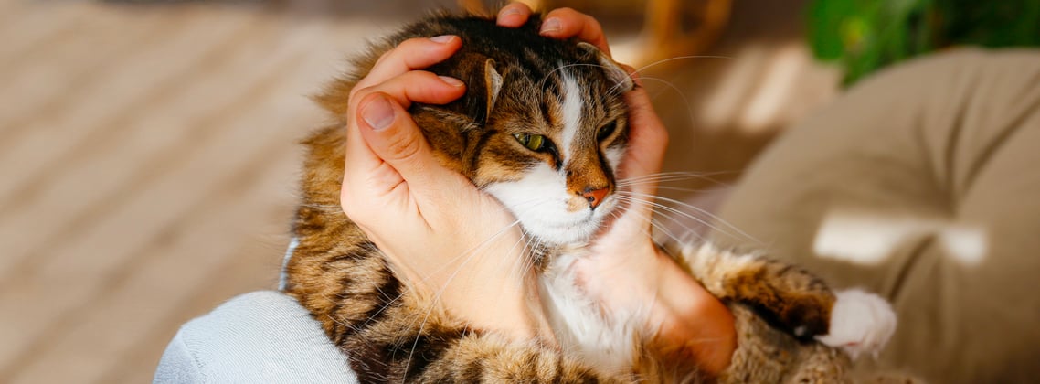 A siberian cat with its head cupped in its owners hands.