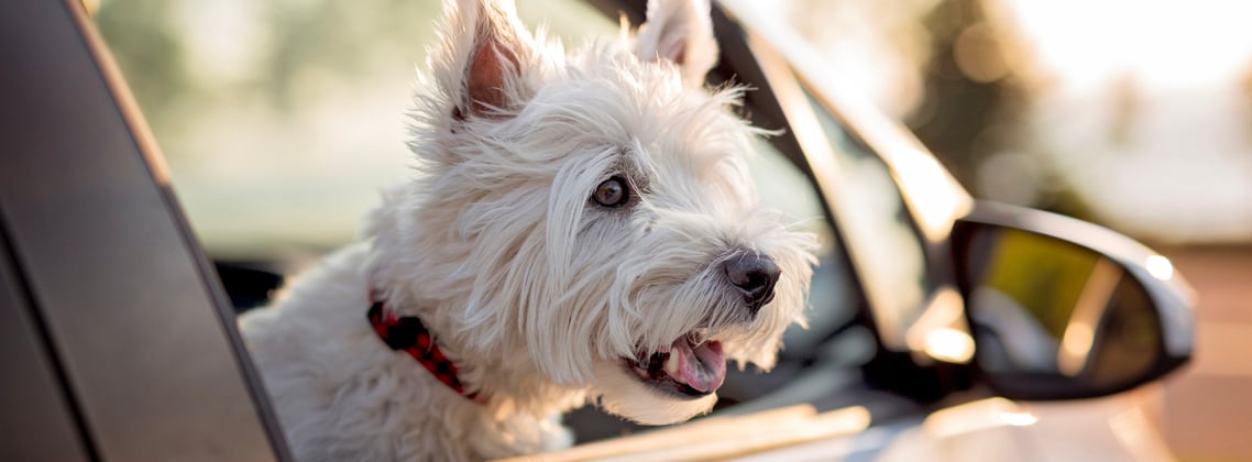 West Highland White Terrier with head out of car window 