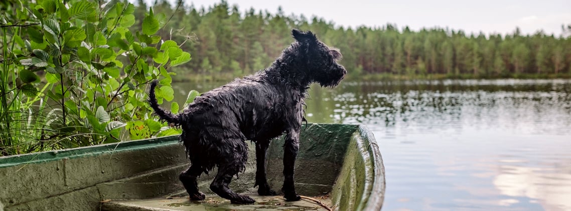 A miniature schnauzer on a boat looking out at a lake.